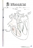 Heart Diagram Picture